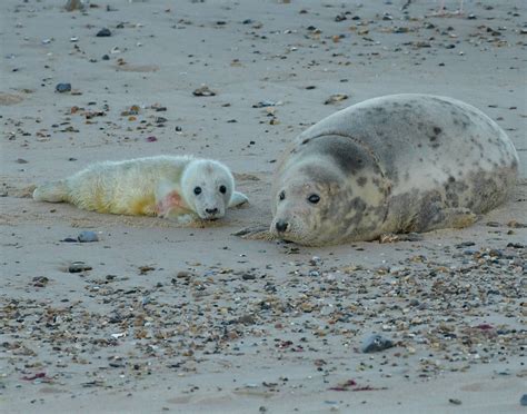 Adorable Image Shows Newborn Seal Appearing To Smile With Delight