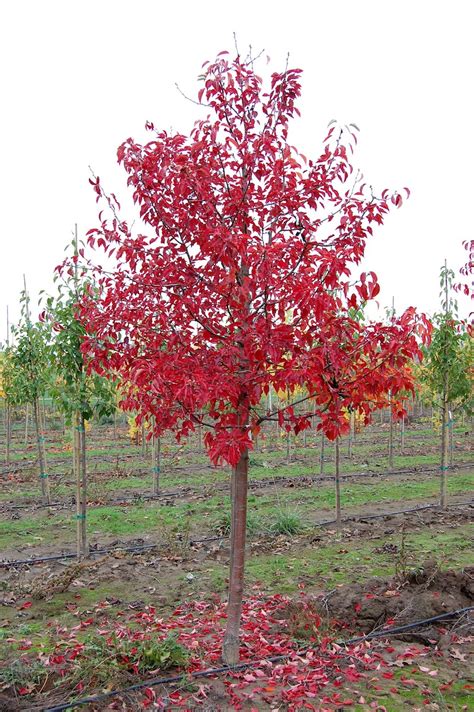 Aristocrat Flowering Pear Tree Profile By Kuenzi Turf Nursery