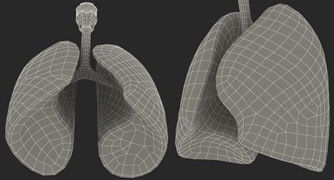 Lung Anatomy 3D Model $59 - .3ds .c4d .fbx .ma .obj .max - Free3D