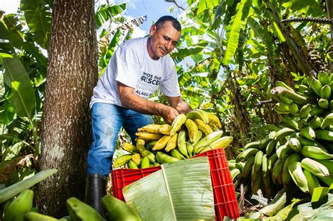 Cooperativas Da Agricultura Familiar Contribuem Para O Desenvolvimento