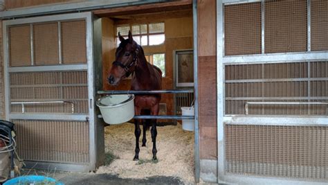 【桜花賞・厩舎直送】脚を余して大敗のドゥーラがリベンジへ 「位置を取る競馬ができるようなら」（東スポ競馬）｜dメニューニュース（nttドコモ）