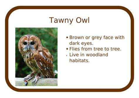 Uk Owl Fact Posters Teaching Resources