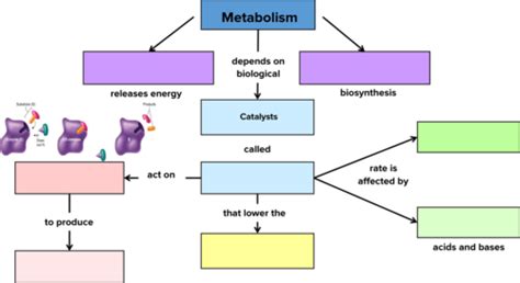 Metabolism Flashcards Quizlet