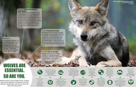 Graphics For Educators Wolf Conservation Center