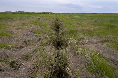 Pull The Plugs How A Simple Move May Help Plum Island’s Salt Marshes Adapt To Sea Level Rise