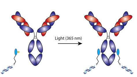 Antibody Oligonucleotide Conjugation Chemistries Alphathera