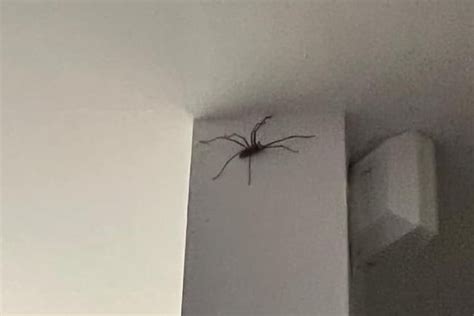 16 Photos Of The Biggest Spiders You Have Found In Wakefield Homes