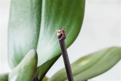 Comment faire refleurir une orchidée Découvrez comment facilement