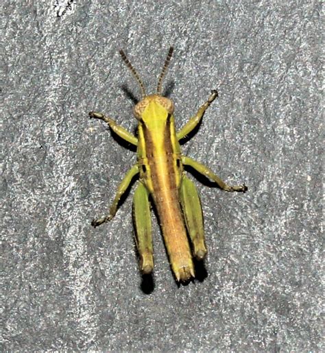 North American Spur Throated Grasshoppers From Sybertsville PA 18249