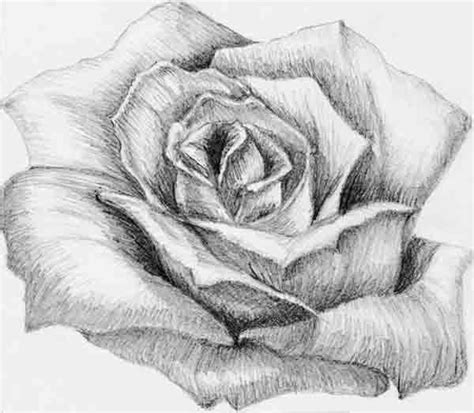 Rosas Imagenes De Flores Para Dibujar A Lapiz