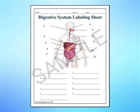 Human Body Systems Labeling Worksheets Activity Printable Bundle