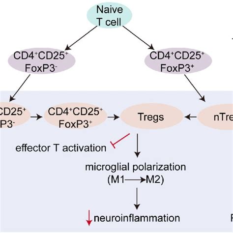 The Origin And Function Of Treg Cells CD4 CD25 FoxP3 Tregs