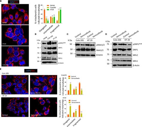 Frontiers DRP1 Promotes BRAFV600E Driven Tumor Progression And