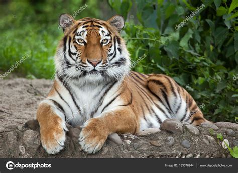 Siberian Tiger Panthera Tigris Altaica Stock Photo By Wrangel 133078244