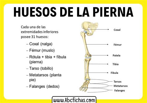 Huesos Del Tren Inferior Funciones Articulaciones Y Partes Ife