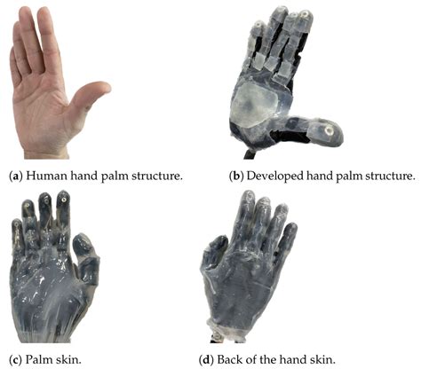 The palm structure and skin of the hand. (a) shows the palm structure... | Download Scientific ...