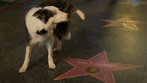 Oscars Le Chien Messi D Anatomie D Une Chute Fait Semblant D