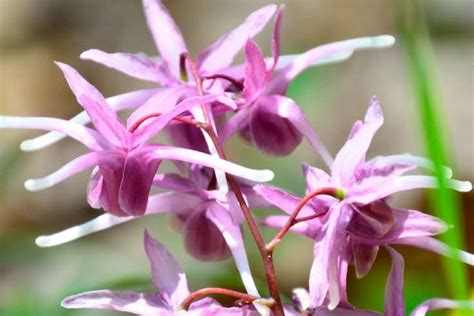 Horny Goat Weed Benefits Pinay HealthLine