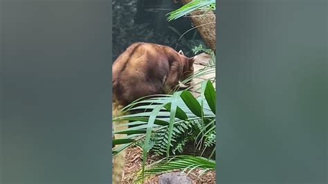 Tree Kangaroo At Cleveland Zoo Youtube