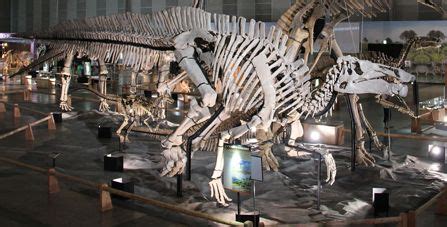 Shantungosaurus giganteus Exhibit Recognised by Guinness Book of Records | Dinosaur fossils ...