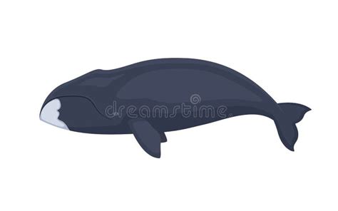 Bowhead Whale Stock Illustrations – 434 Bowhead Whale Stock Illustrations, Vectors & Clipart ...