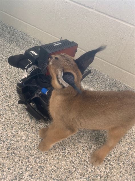 Meet Samir And Zane Newest Caracal Kittens Born At Nashville Zoo