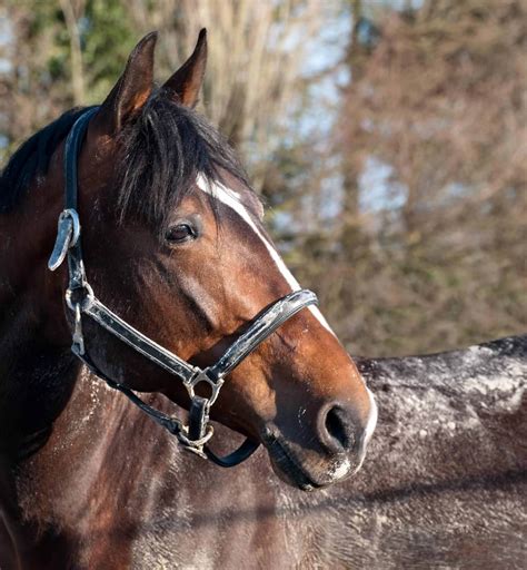 Free picture: horse, cavalry, portrait, animal, head, outdoor