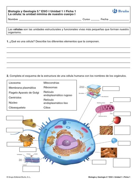 Biologia Fichas