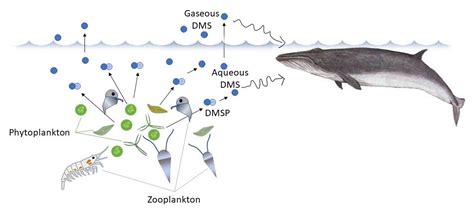 Follow the smell of the ocean to find where marine predators feed