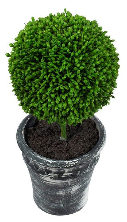 Boxwood Topiary – Set/2 - Will's Company