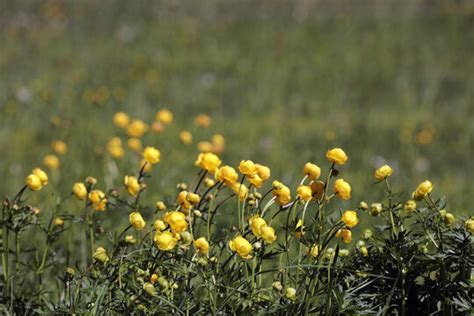 Trollblume Bilder Durchsuchen 2 981 Archivfotos Vektorgrafiken Und