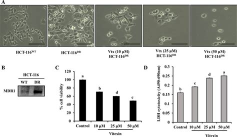 Growth Inhibition Of Hct Dr Cells By Vitexin Treatment A Cell