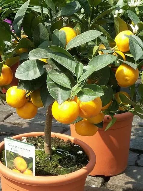 Bountiful Fruit Trees To Grow In Arizona Dwarf Included Artofit