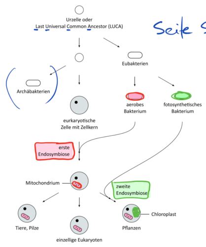 Mikrobio Bakterien Flashcards Quizlet