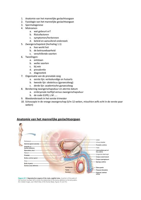 Blok Casus Anatomie Van Het Mannelijke Geslachtsorgaan