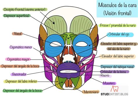 Músculos De La Cara Anatomia Humana Musculos Anatomía Dental