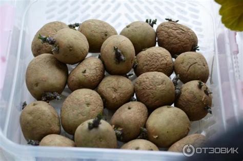 Отзыв о Картофель столовый ранний Коломбо | Популярный в России Голландец.