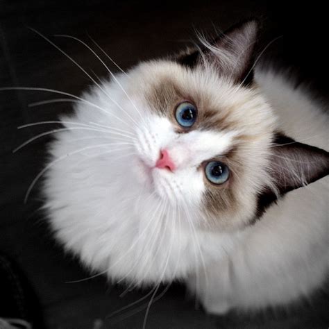 Cute Cats And Kittens, Baby Cats, Kittens Cutest, Baby Animals, Funny ...