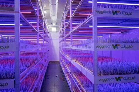 Vertical Saffron Farm Spices Up UAE S Agtech Sector AGBI