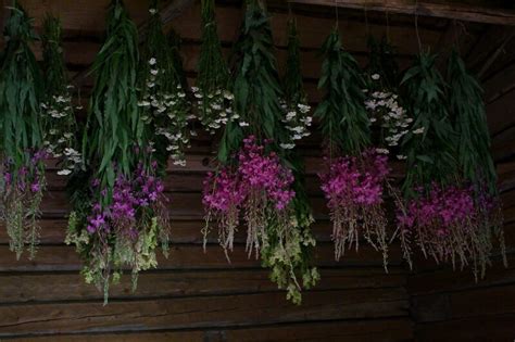 Способы засушки иван-чая в домашних условиях, ферментация и сбор