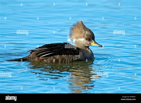 Female Hooded Merganser Stock Photo - Alamy