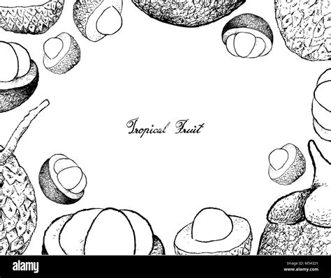 Fresh Fruits Illustration Frame Of Hand Drawn Sketch Fresh Lychee And