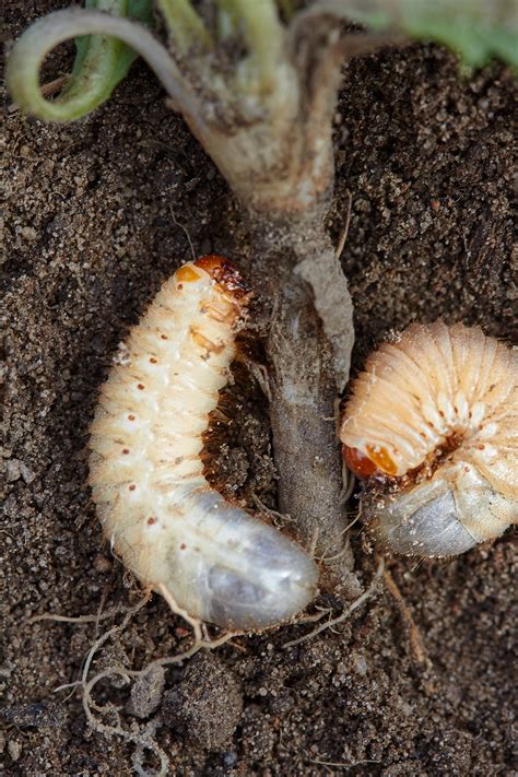 MightyNem® Chafer Grub Killer