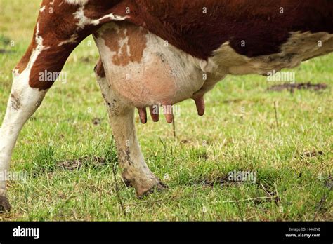 Bauernhof Wiese Milchkuh Volle Euter Stockfotografie Alamy