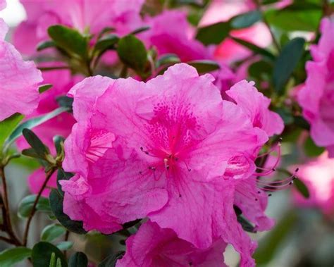 Lavender Formosa Azalea Azalea Plant Azalea Bush Purple Etsy In 2020