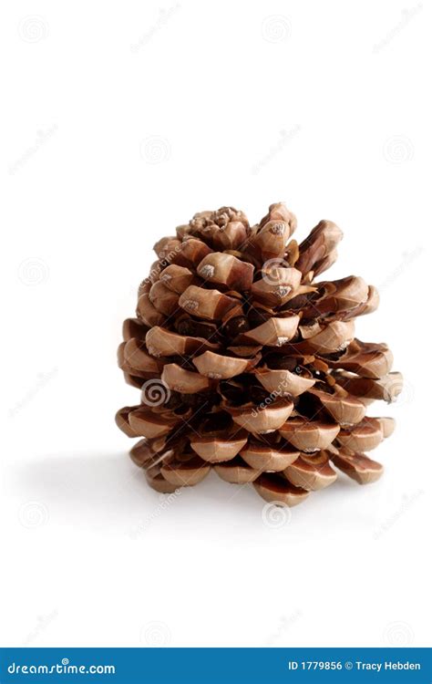 Pine Cone Stock Photo Image Of Nature Season Isolated 1779856