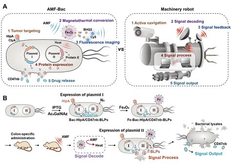 Modular Designed Engineered Bacteria For Precision Tumor Immunotherapy