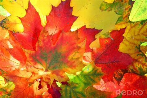 Fototapete Bunte Blätter als herbstliche Natur nach Maß myredro de