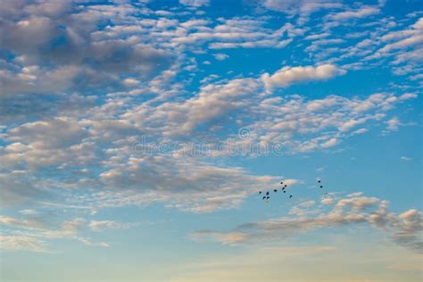 Flock Of Birds Flying On Beautiful Cloudy Sky Stock Image Image Of