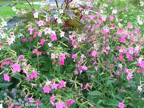 How to Grow: Nicotiana- gardening nicotiana, growing nicotiana